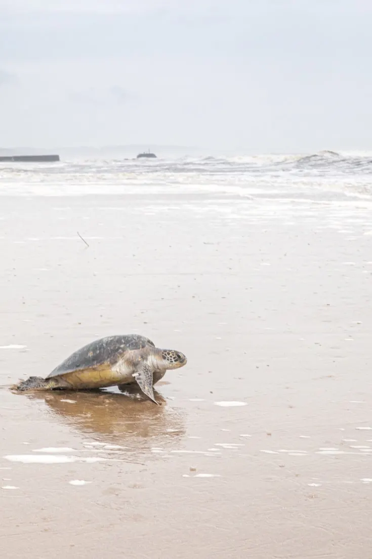 A turtle returns to the ocean from the beach