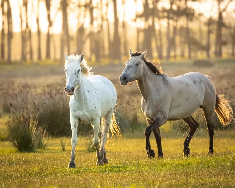 A white horse and a grey/brown horse running through fields at Barra de Valizas with sun setting behind