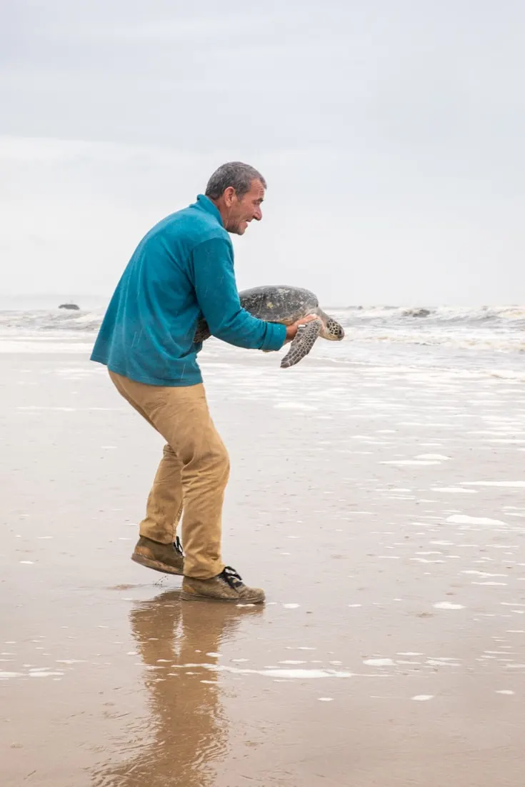 Sea turtle release in Uruguay