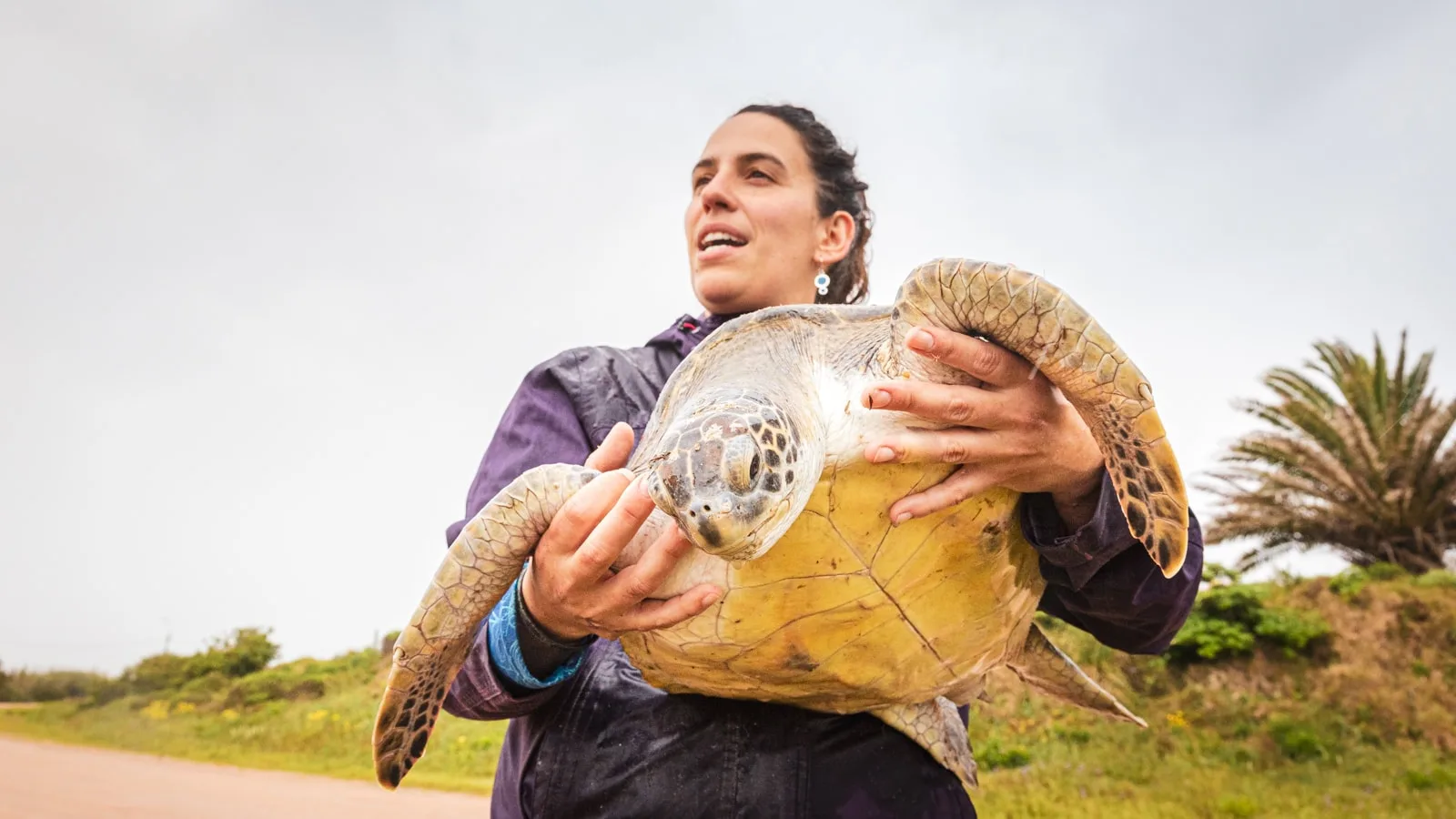 Turtle conservation in Uruguay