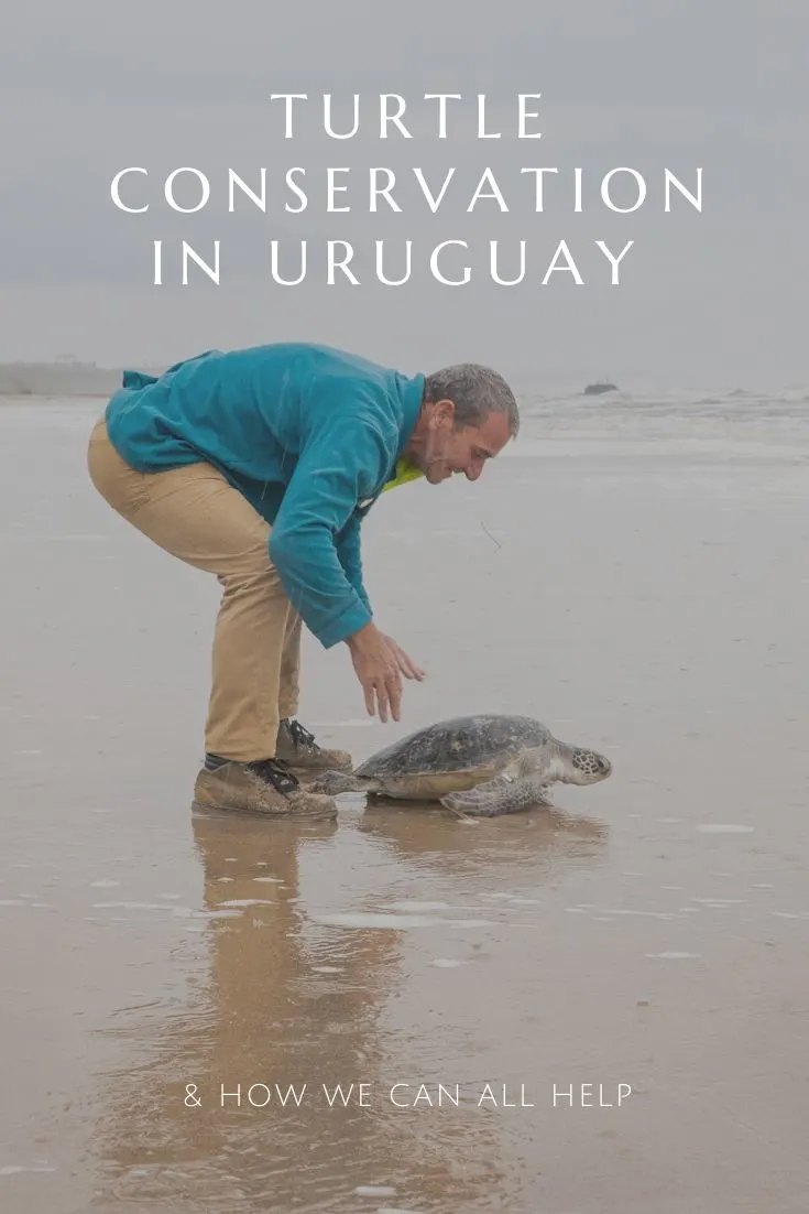 Turtle conservation in Uruguay Karumbe La Coronilla