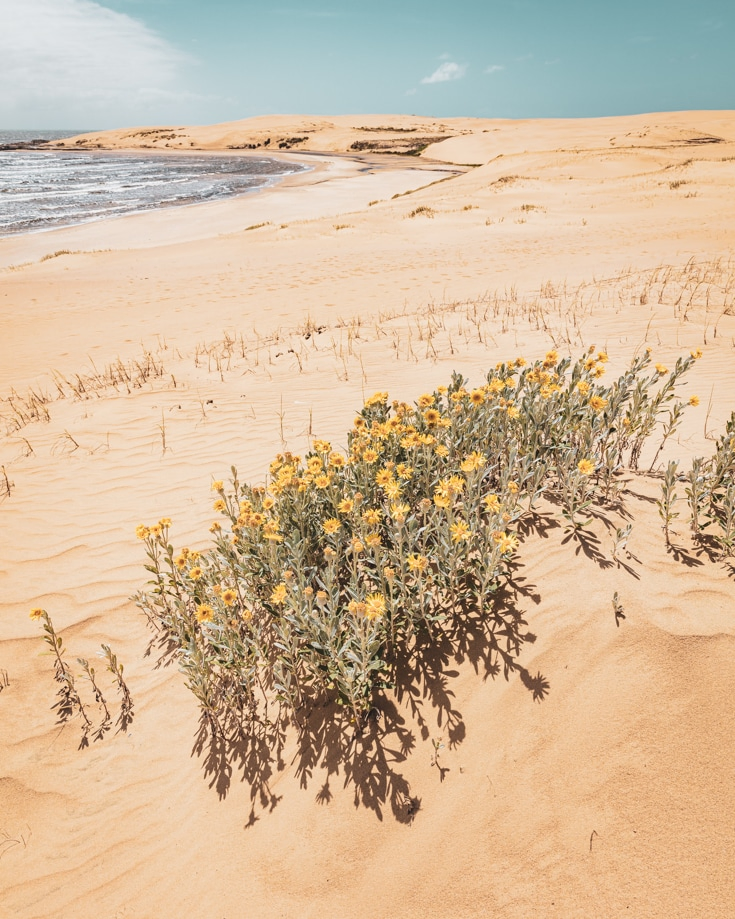 yellow flowers in the sand dunes beside the shore at Cabo Polonio
