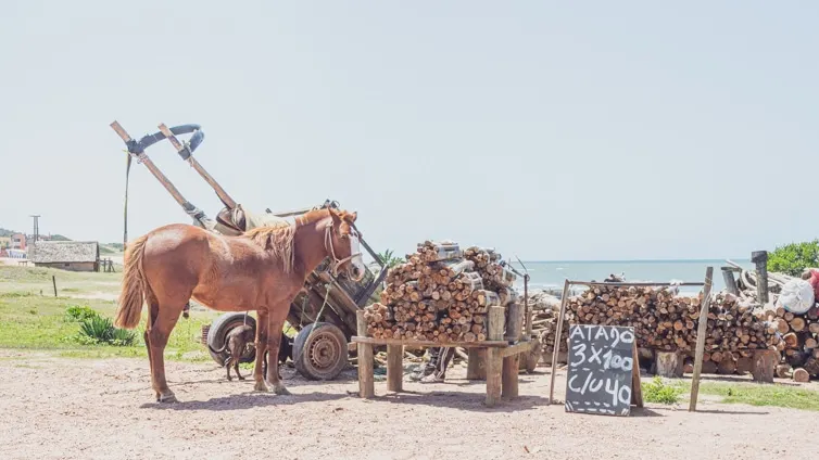 horse beside a cart in Punta del Diablo