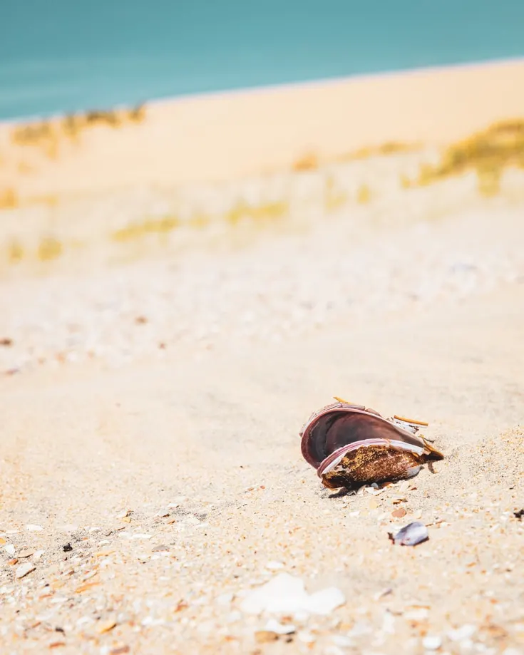 Sea shell on the beach at Cabo Polonio Uruguay