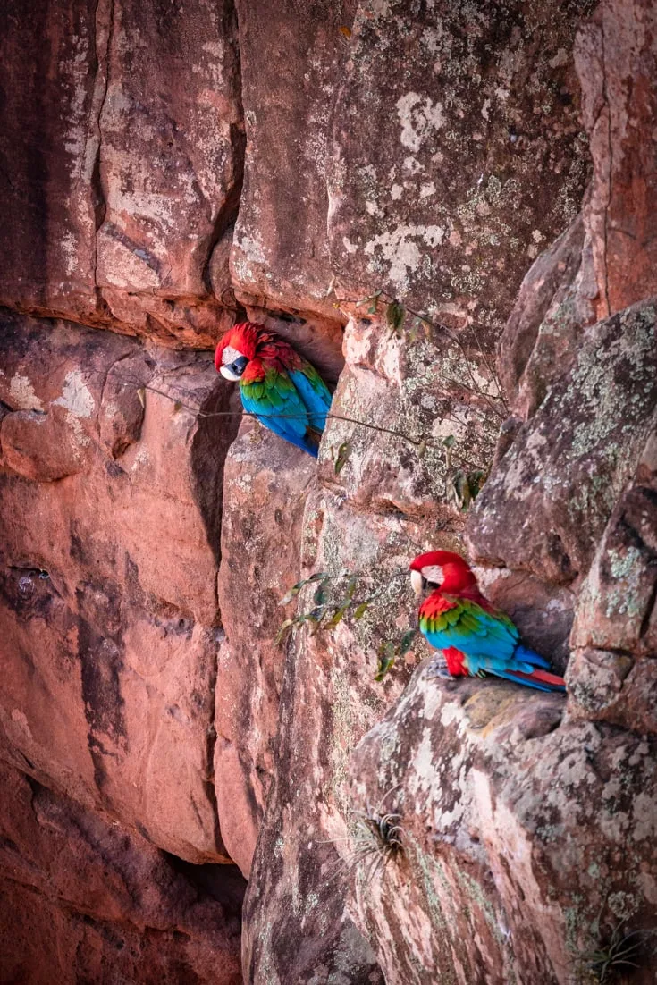 2 green and red macaws sitting in their nests in a hole in a red sandstone wall in Buraco das Araras