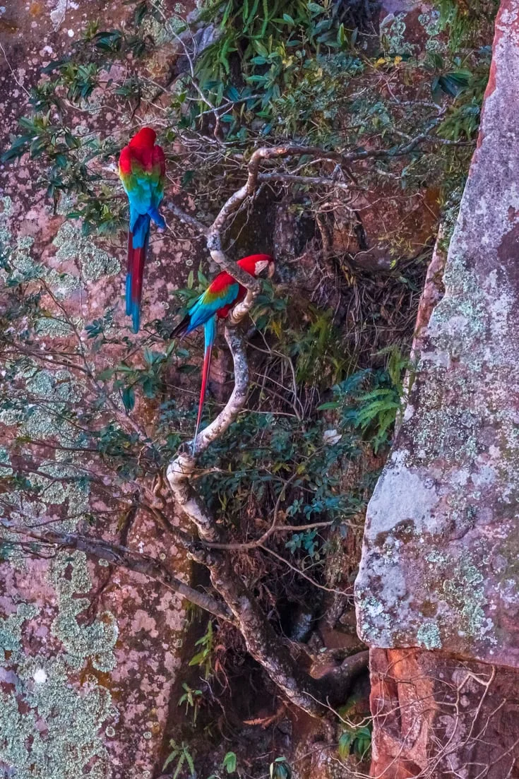 2 red and green macaws perched on a brach on the steep walls of a sinkhole in the southern pantanal