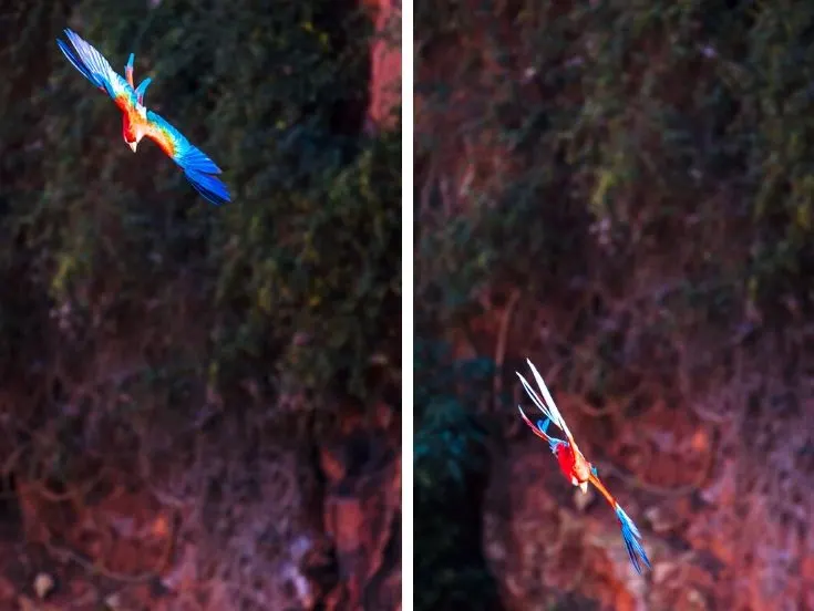 2 red & green macaws flying into the sinkhole
