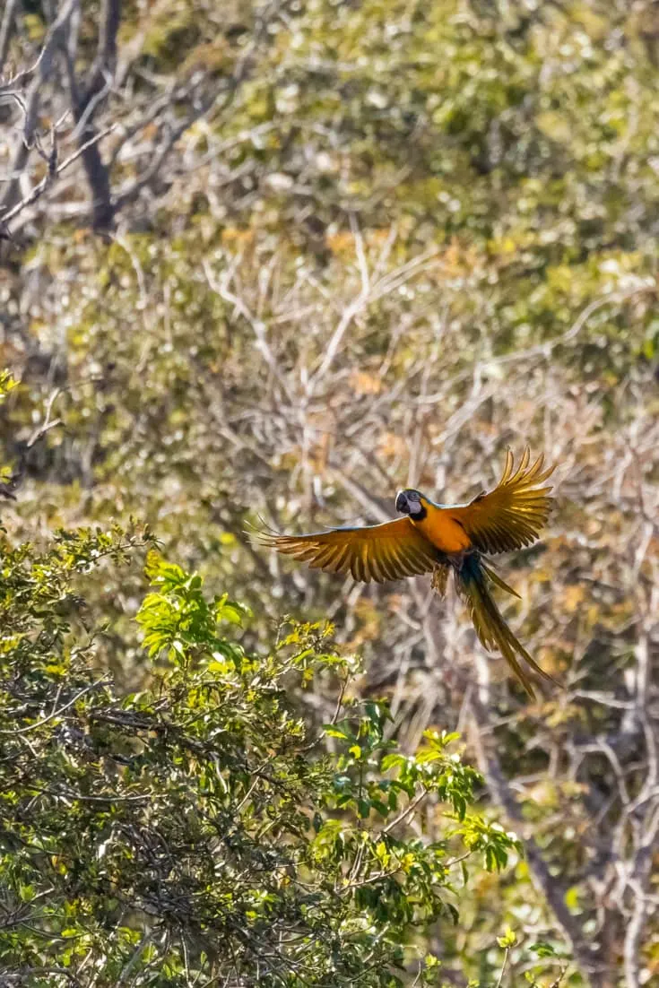 A blue and yellow macaw flying in the trees in Brazil