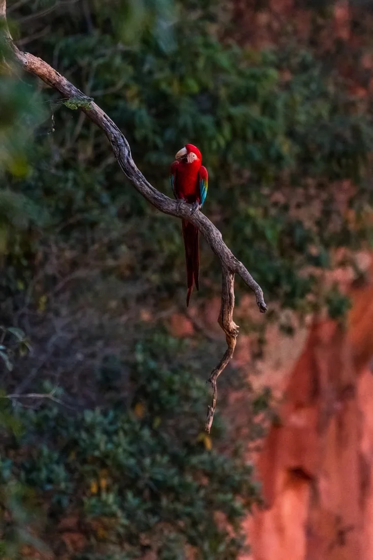 A lone red & green macaw perched on a branch hanging over a sinkhole in Brazil