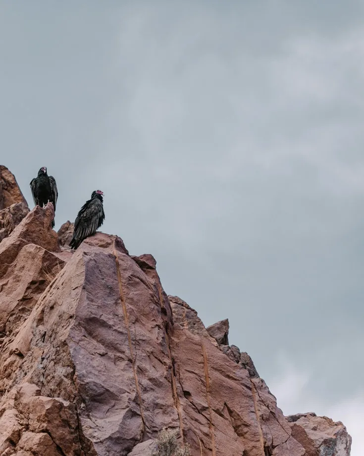 Black vultures perched on red rocks in Valle Grande Argentina