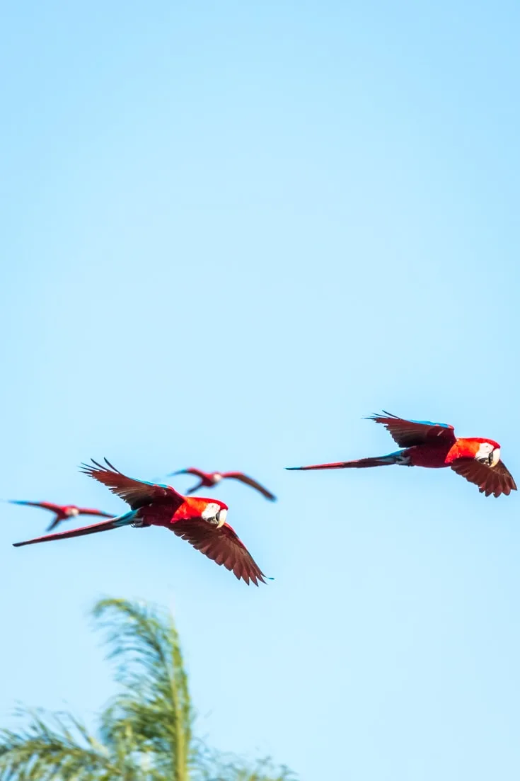 Macaws flying over Buraco das Araras sinkhole
