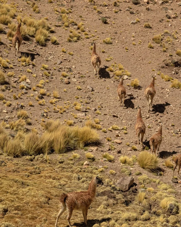 Guanaco and vicuna on the mountain pass on Ruta 40