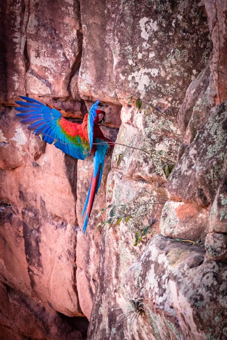 a green and red macaw landed in a hole in a red sandstone wall in a sinkhole