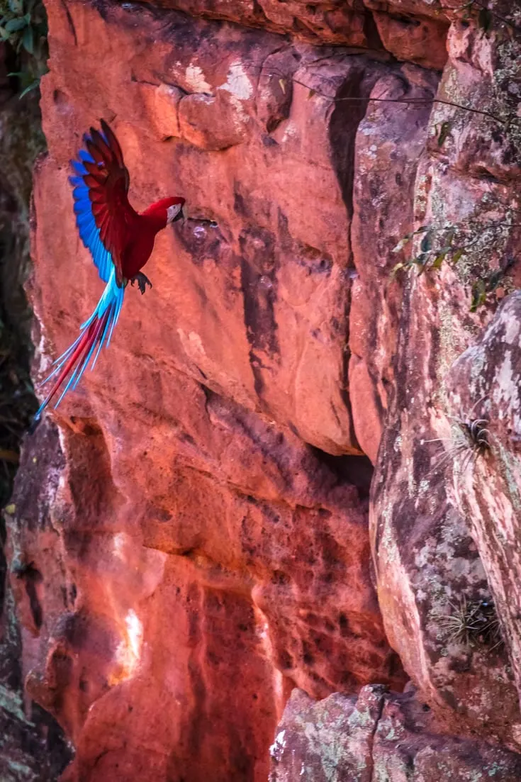 a green and red macaw landing in a hole in a red sandstone wall in a sinkhole