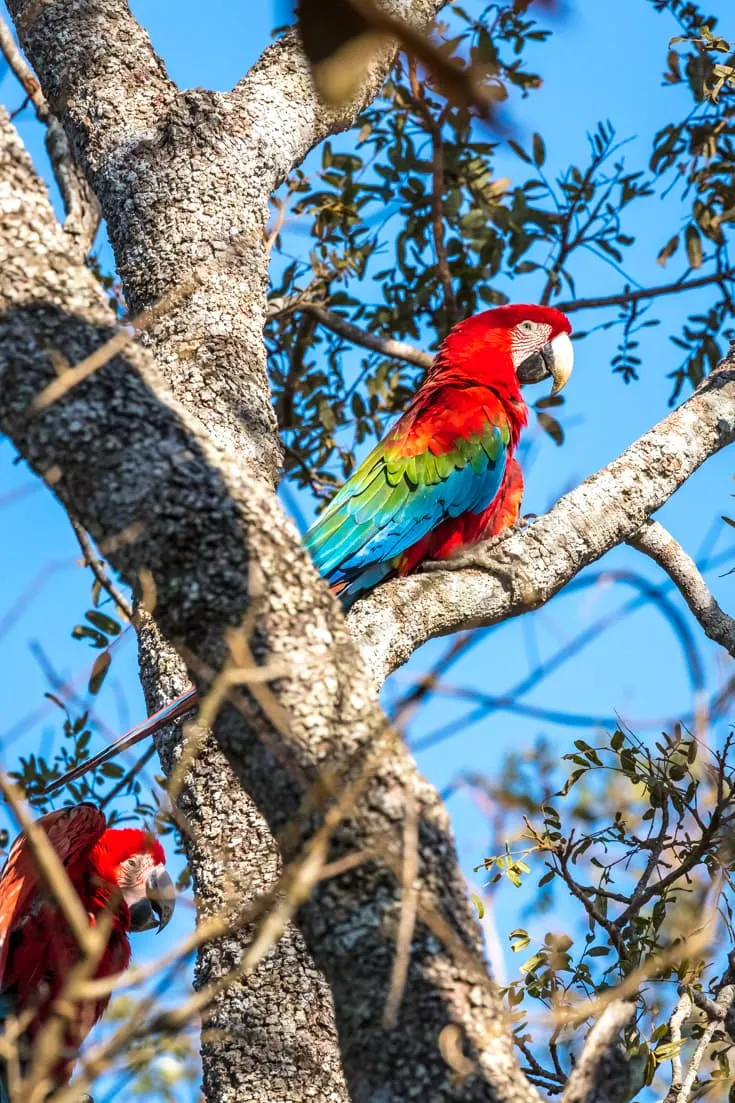 wild Red and green macaws in perched in a tree