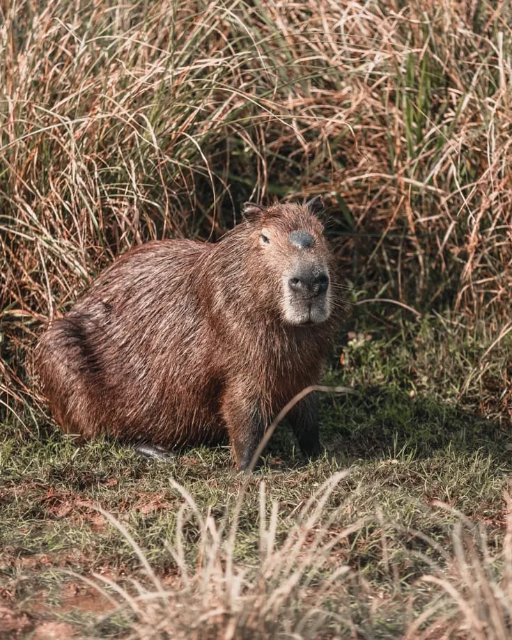 A capybara at the side of the road in Ibera National Park in northeast Argentina