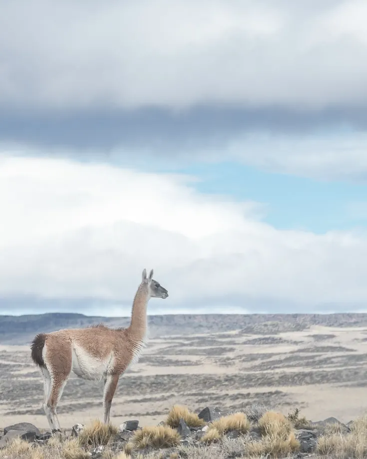 guanaco gazing across the patagonian landscape