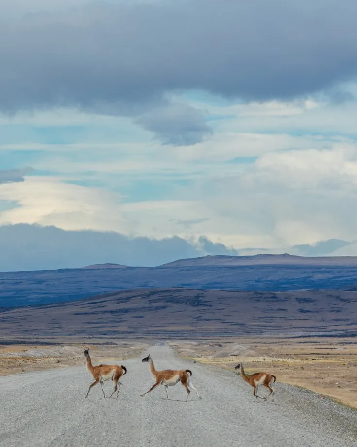 3 Guanaco running across the road in Patagonia