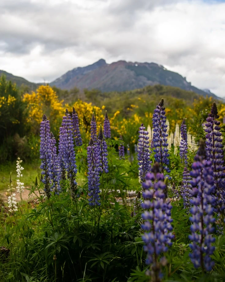 Lupins and yellow broom in summer in Patagonia