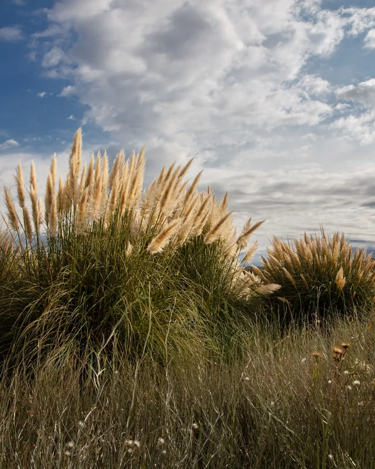 Pampas grass in Patagonia's Pampas region