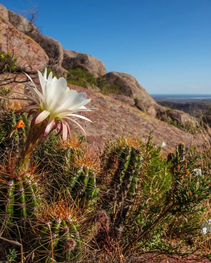 Flowering cacti in the rocks of Argentina