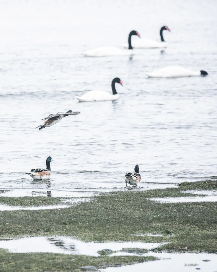 Black necked swans at Curaco de Vélez