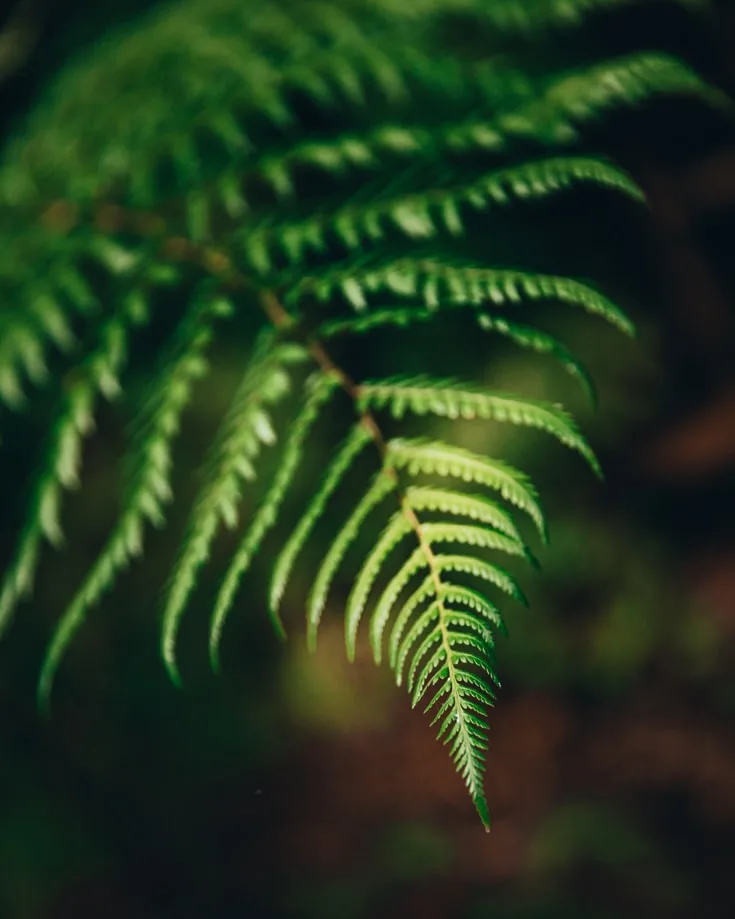 The tip of a fern leaf