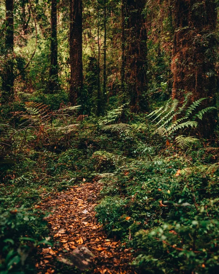 A leaf covered path leading into a green forest in Alerce Andino National Park