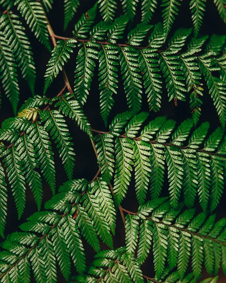 A close up of a fern leaf in Alerce Andino National Park