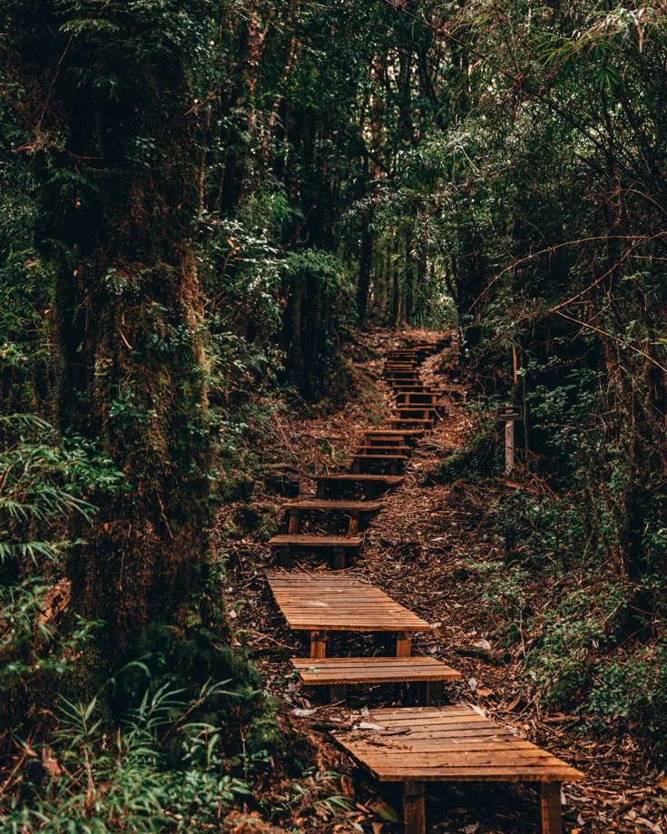 A wooden stepped walkway through Alerce Andino National Park