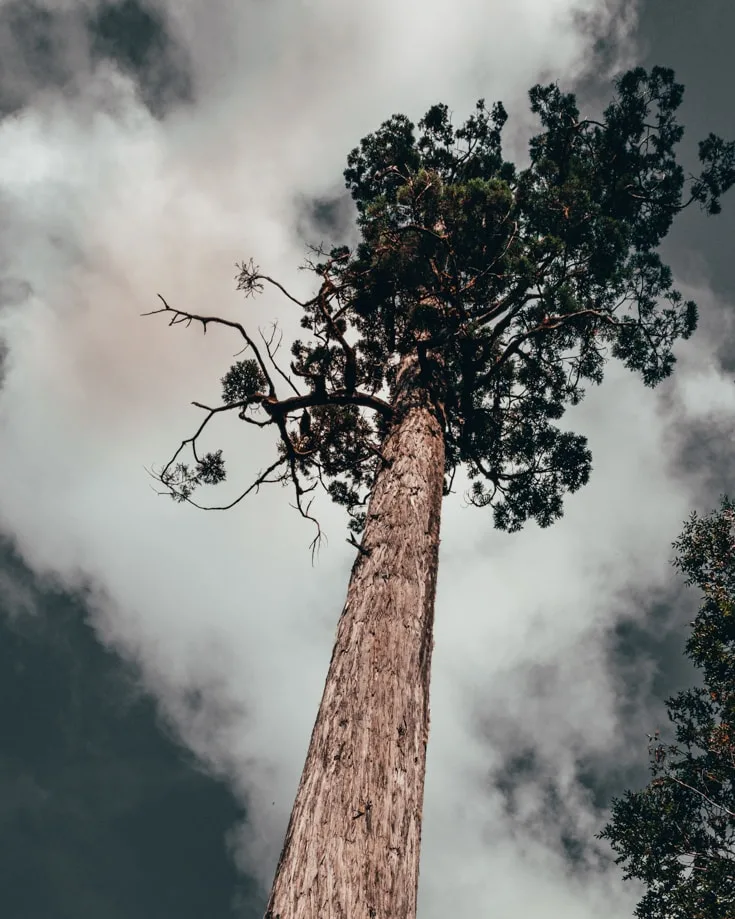 A tall Alerce tree in Alerce Andino National Park