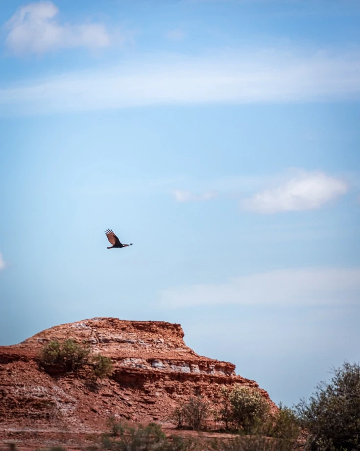 Condor flying over Sierra de las Quijadas National Park