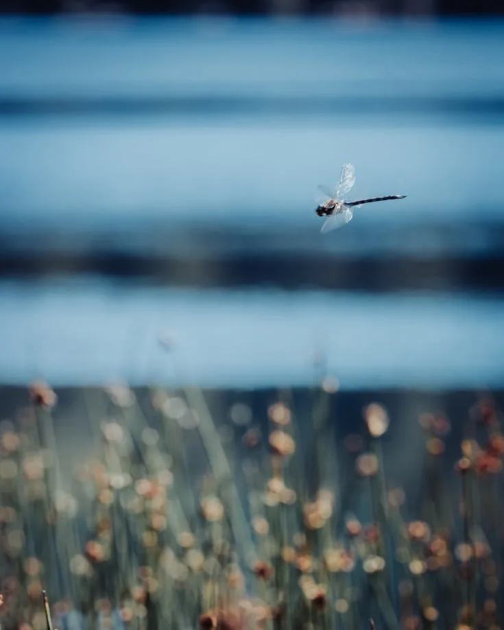 A dragonfly hovering over reeds beside a lake