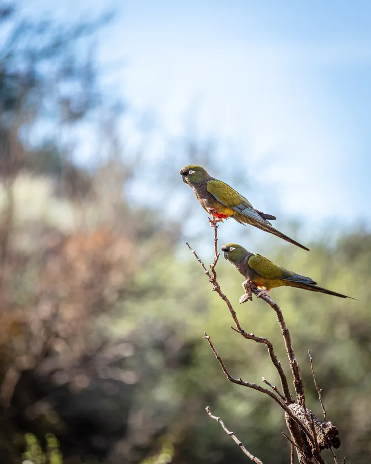 Parrots in Sierra de las Quijadas 