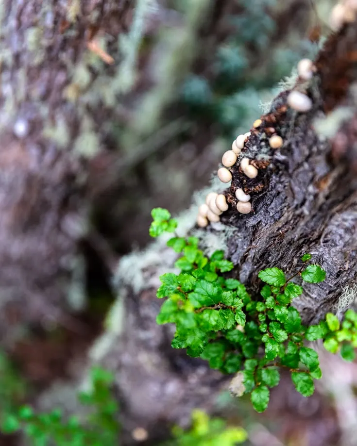 Fungi on tree bark in Tierra del Fuego