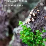 Hiking in Tierra del Fuego National Park on Pinterest