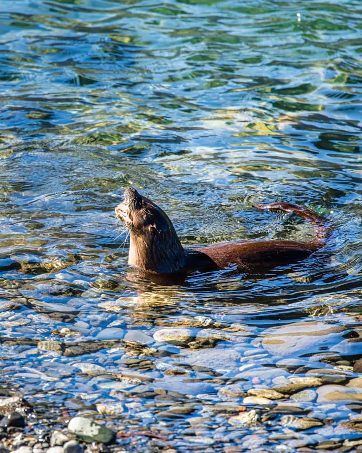 Wildlife spotting a sea otter in Tierra del Fuego