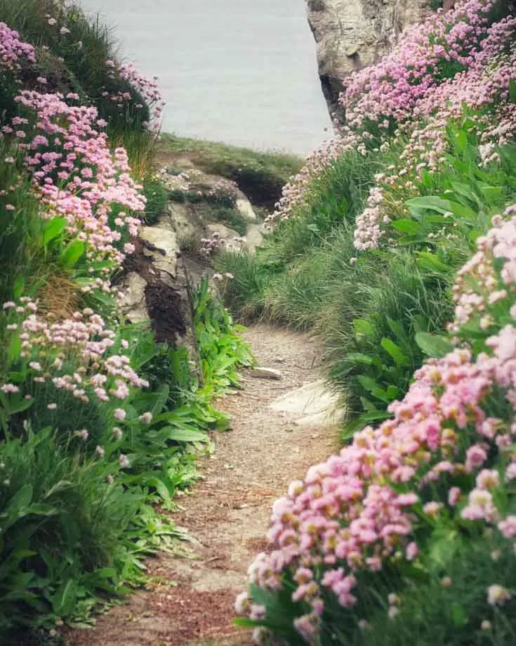 pink wild flowers lining a Cornish footpath