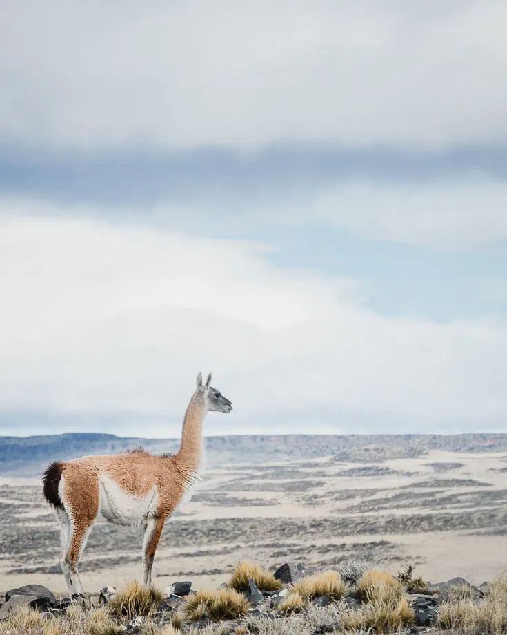 a guanaco looking out over the Patagonian Steppe