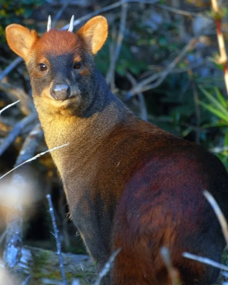 A pudu deer in Patagonia