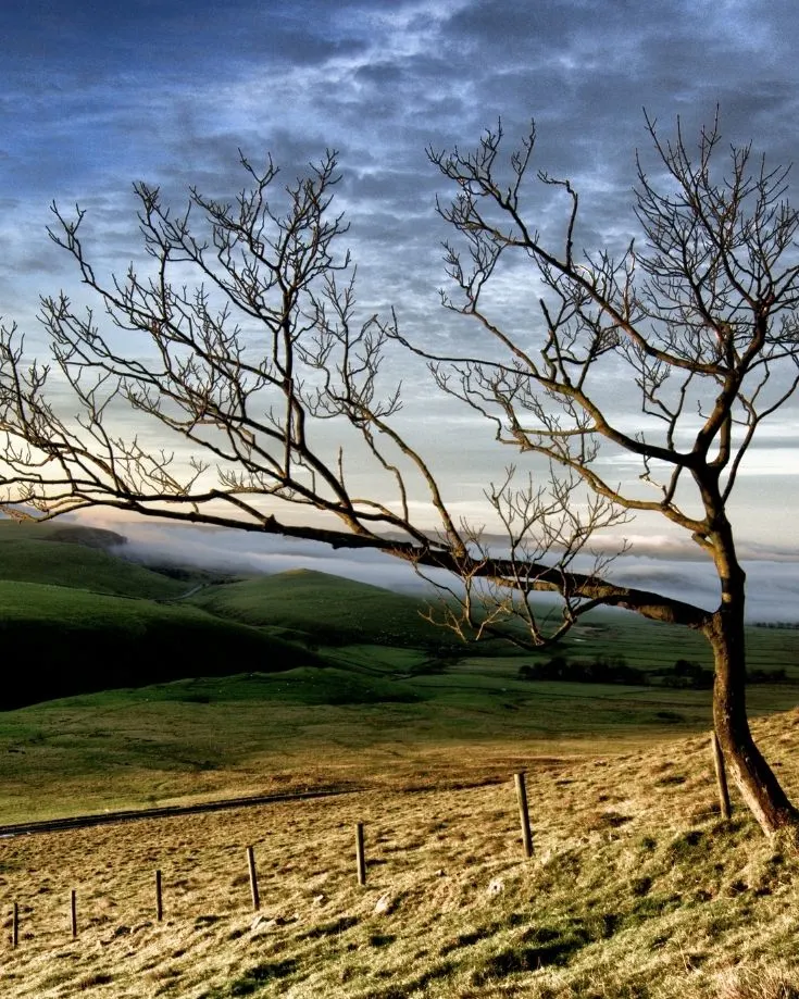 Autumnal views and a bare tree on the Mam Tor Circular Route