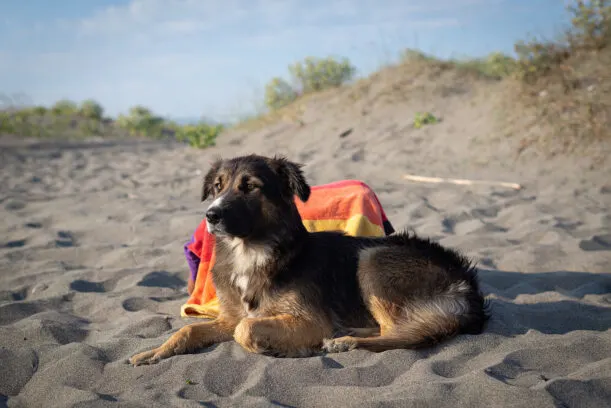 Dog sitting on dog friendly beach travelling in RV