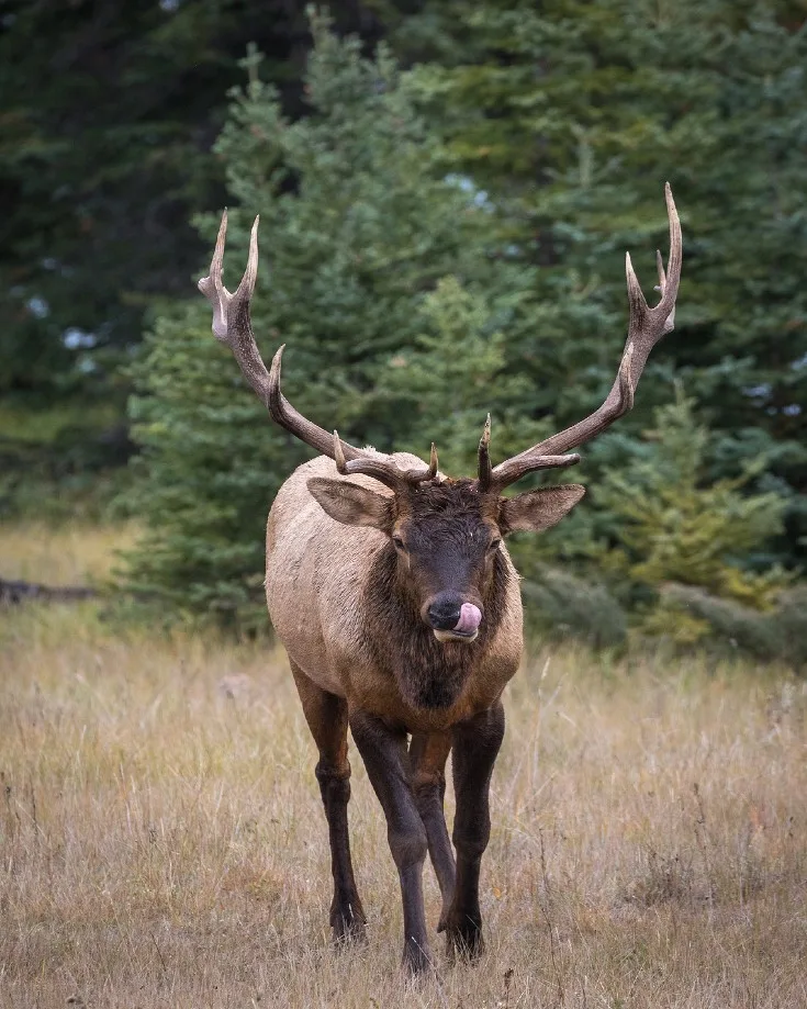 Elk Country RV Resort & Campground — Best RV Park for Watching Wildlife