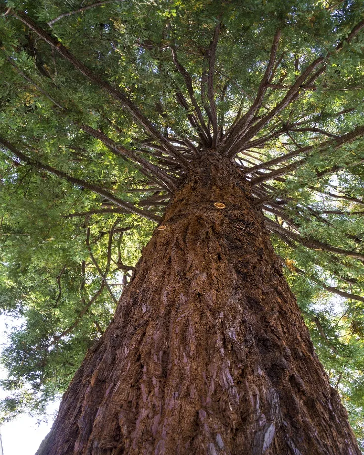 Ancient Redwoods RV Park — Best Campground for Seeing Famous Sights