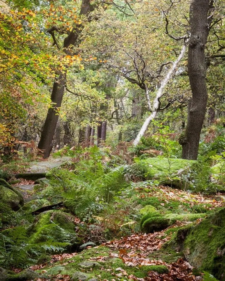 The magical forest along Padley Gorge trail in the Derbyshire Peak District
