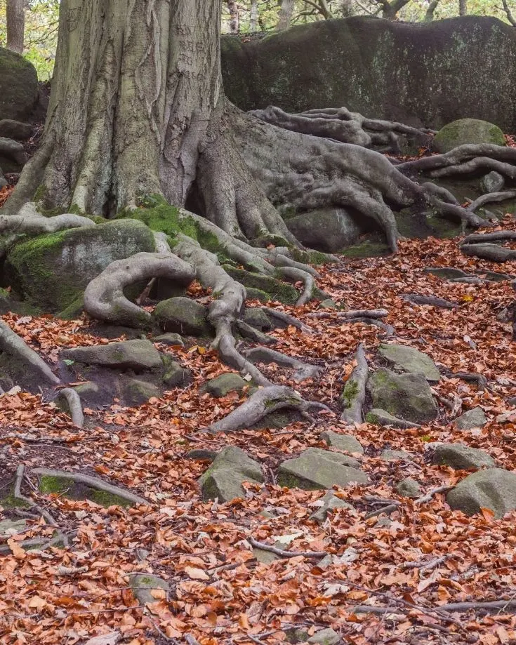 Padley Gorge is a beautiful walk year round, but stunning in autumn