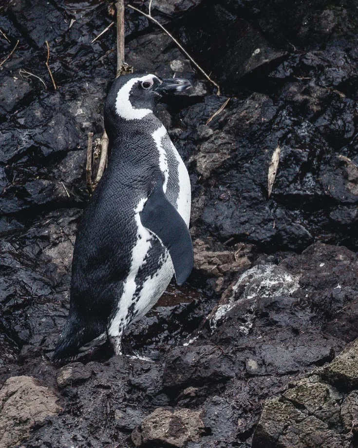 Chiloe Travel Guide penguins