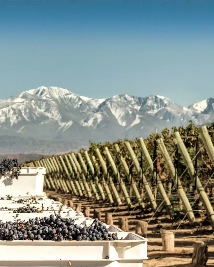 Grape harvest and snowcapped mountains