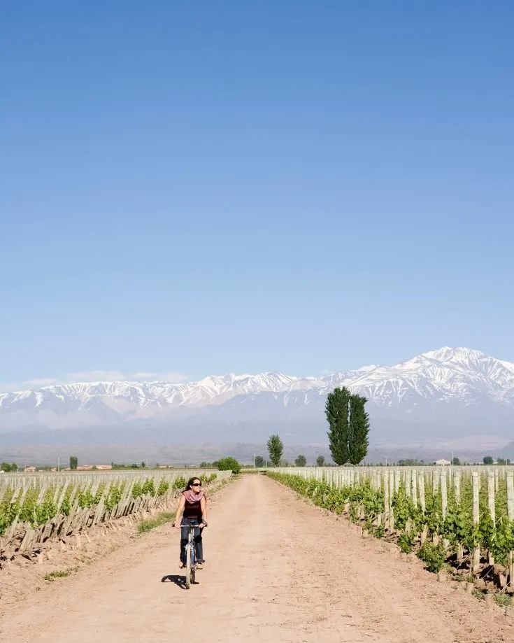 Cycling Mendoza vineyards