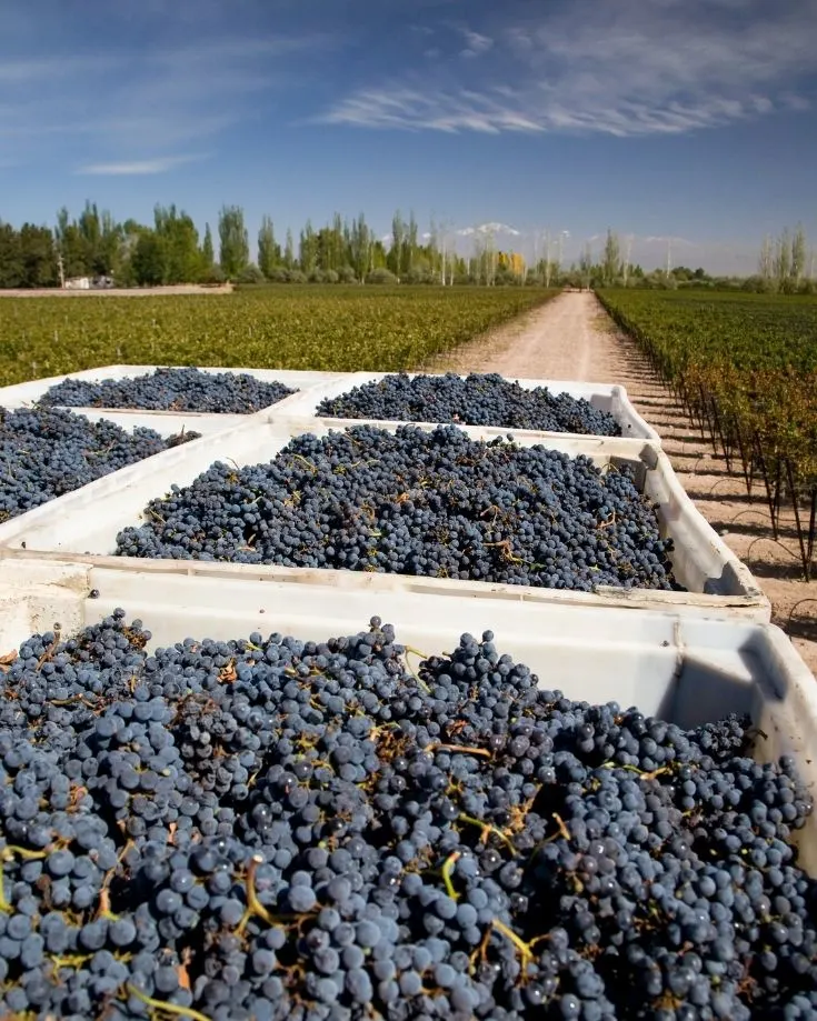 Grape harvest in Mendoza